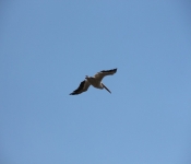 MNRiverPelicans 2014 09 041